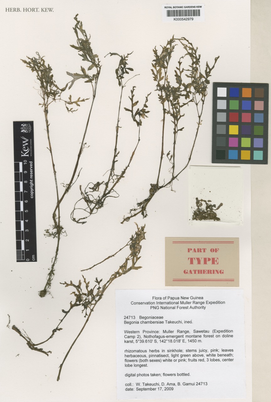 B. chambersiae